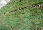 gabbioni con piante verdi